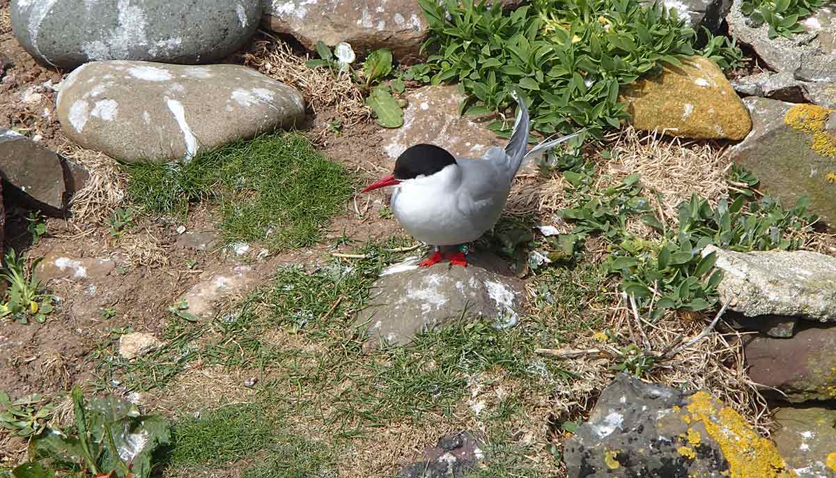 Arctic Tern with geolocator