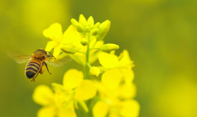 Oilseed rape varieties with pollinator-friendly traits