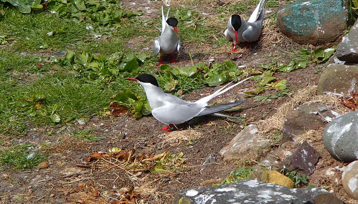 Three-terns