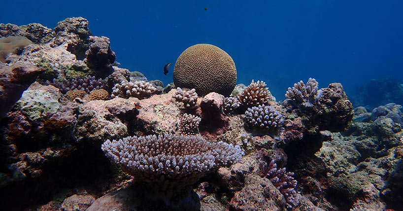 Pacific coral reef shows historic increase in climate resistance image