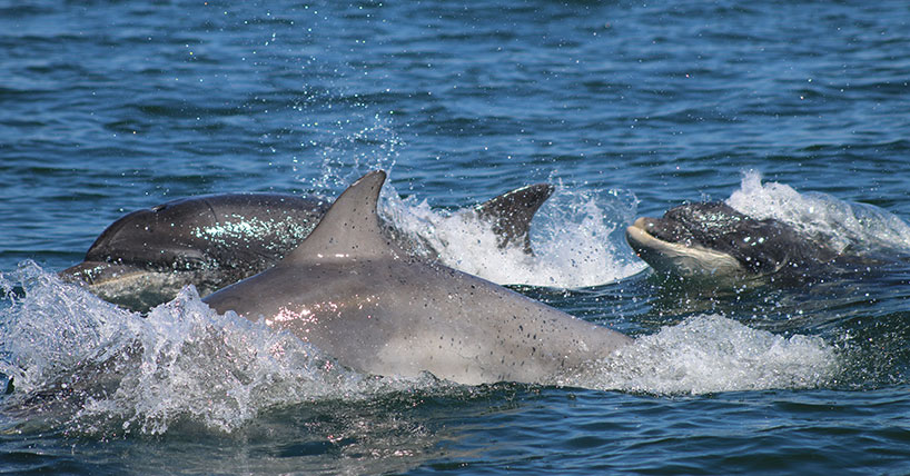 Signature whistles help estimate bottlenose dolphin abundance image