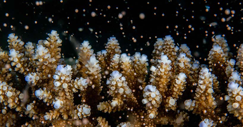 Coral spawning is used to produce selectively bred coral offspring. Photo credit: Jesse Alpert.