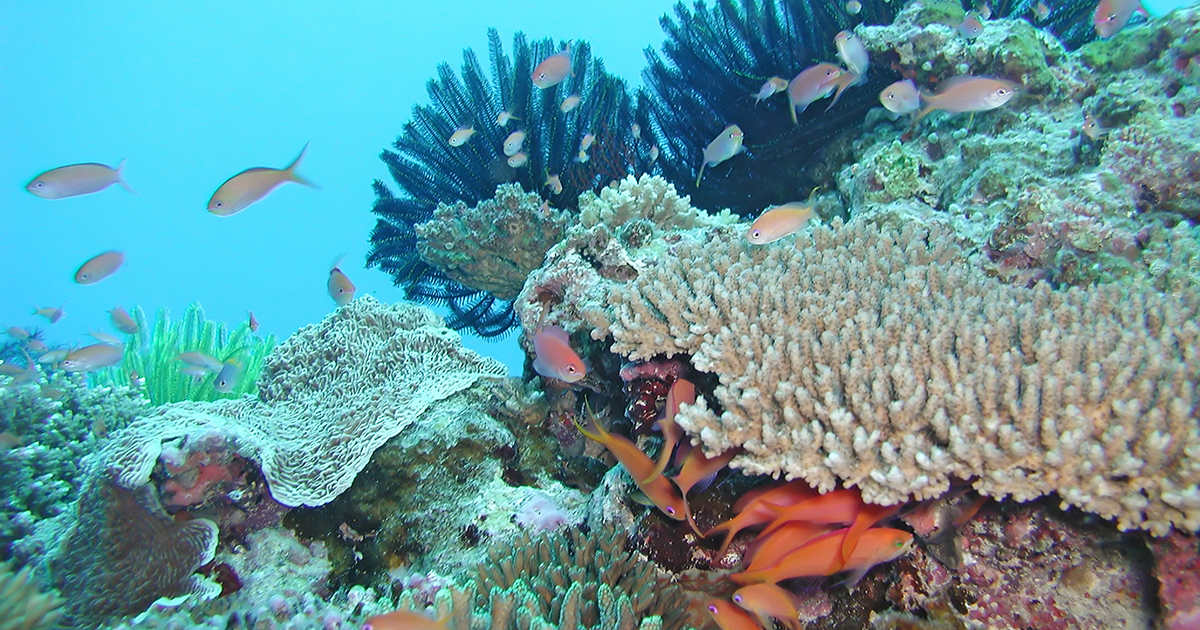 next generation of Corals - Press Office - Newcastle University