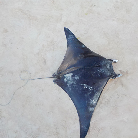 devil ray study