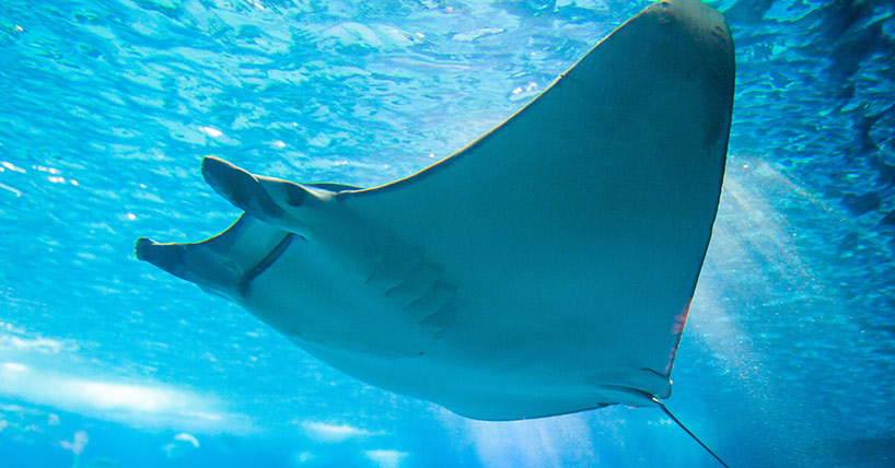 Study shows Indian Ocean devil rays at risk of overfishing image