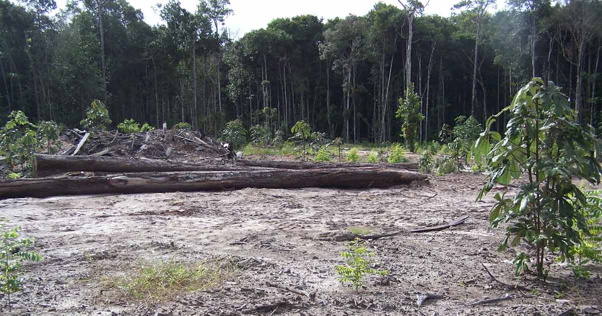 Deforestation in the  Rainforest - Ballard Brief