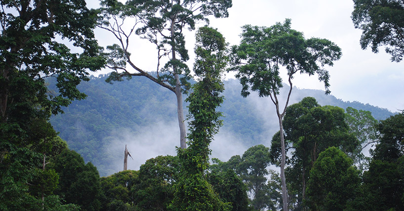 Maliau Forest