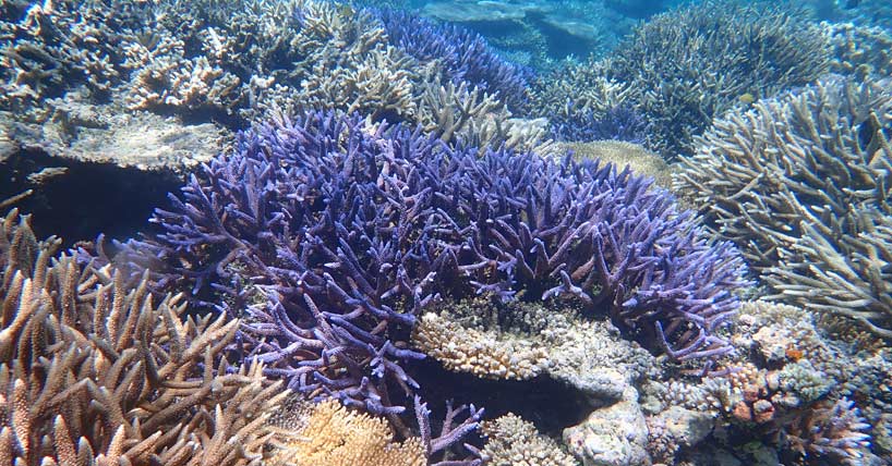 New funding to support coral restoration  image