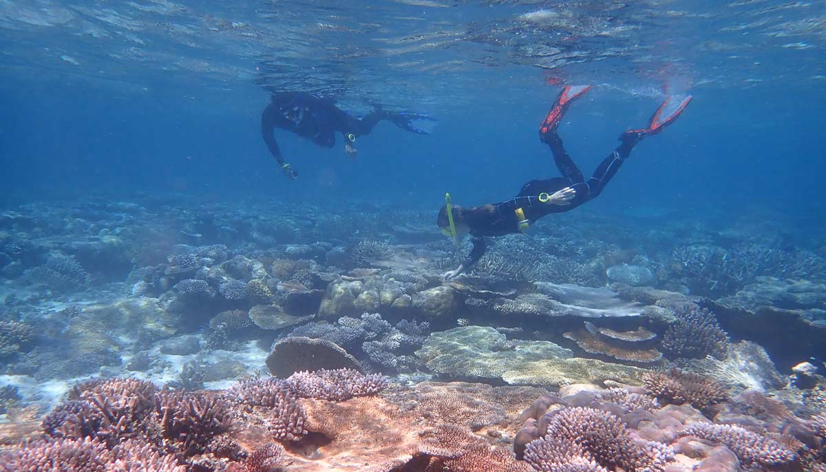 Coral reef in Palau, Western Pacific.  Credit Helios Martinez