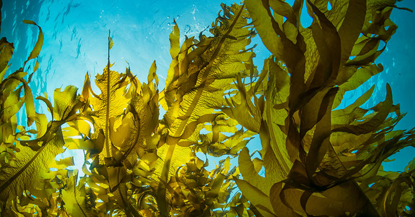 Comment: Kelp restoration techniques  image