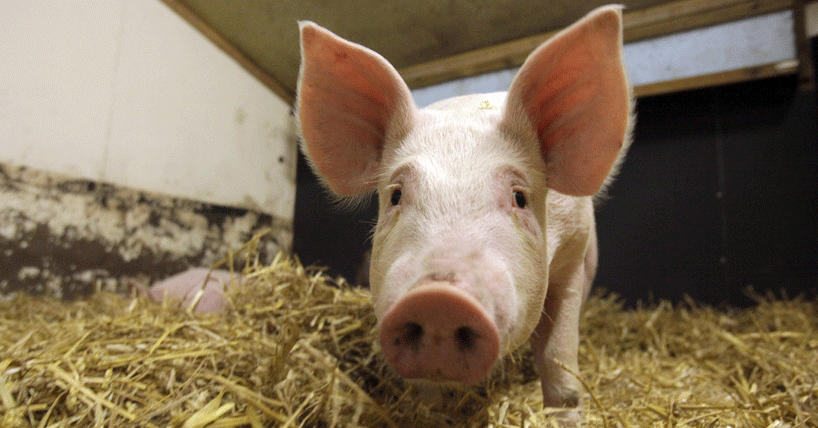 Report calls for animal welfare to be at heart of genome editing plans image