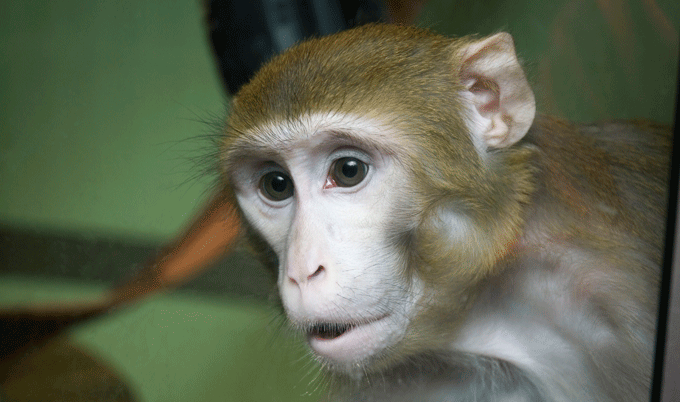 macaque monkey 