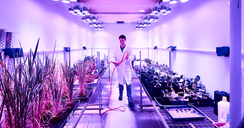 Postgraduate student in a Biology Growth room
