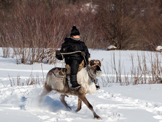 A Russian nomadic child riding a reindeer in northern Siberia.