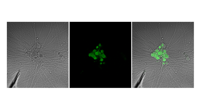 Calcium transients locally activated on selected cells (group of cells) via microelectrode