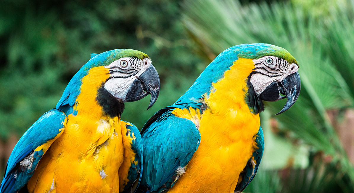 Selective focus photography of two Yellow Macao